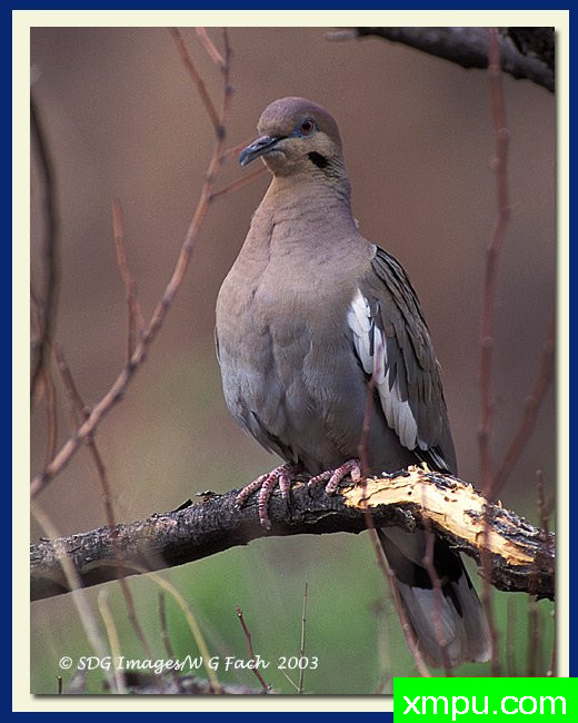 白永芬---摄影师：威廉克法赫摄影