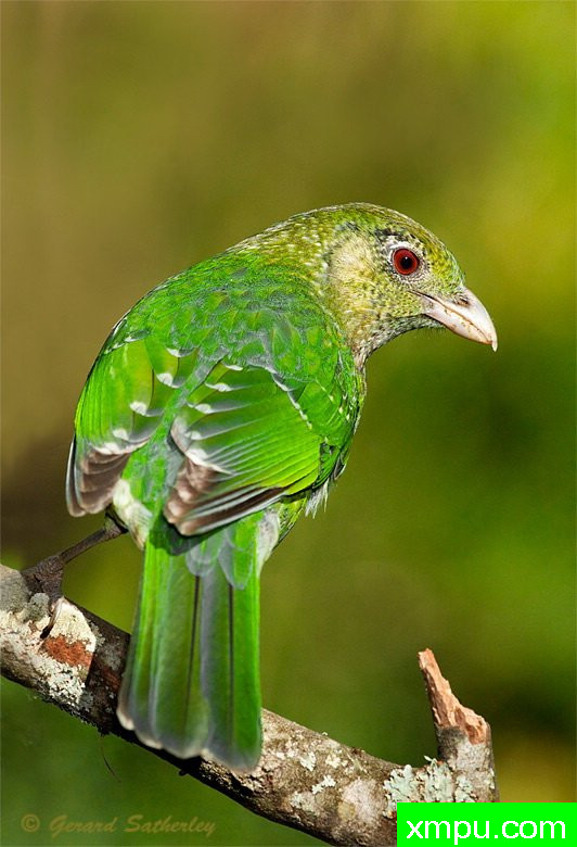 绿色卡特伯德 --著名荒野摄影师：杰拉德摄影