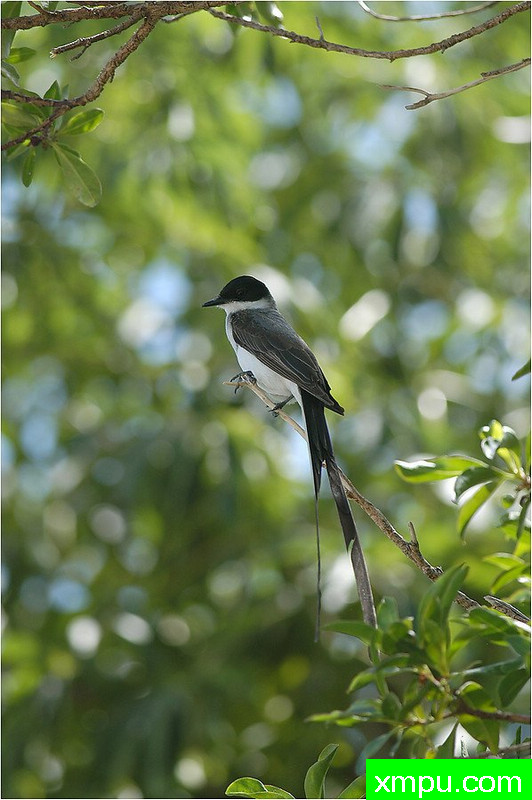 叉尾雀---著名自然摄影师： 艾蒂安Artigau 摄影[美国]