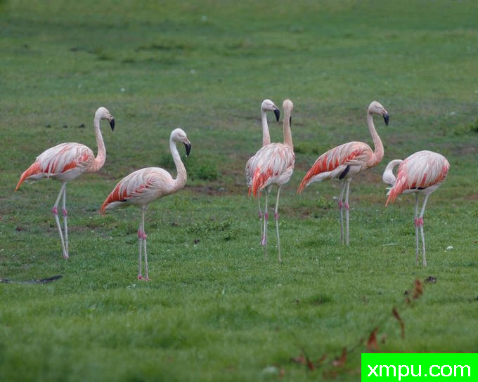 火烈鸟---著名摄影师：伊万尼科洛夫摄影
