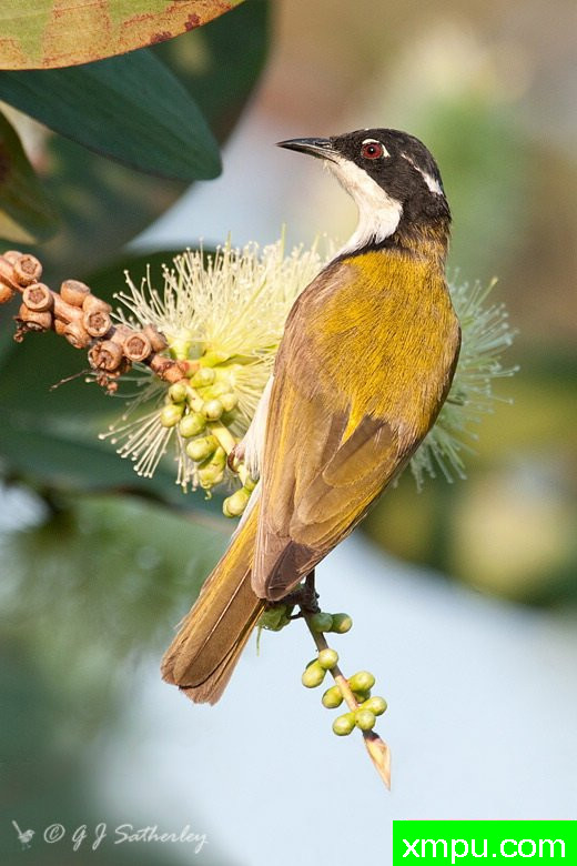 白颔哈尼伊特尔--著名荒野摄影师：杰拉德摄影