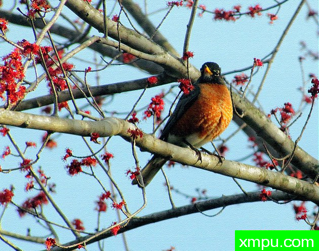 罗宾---著名摄影师：帕齐邓恩摄影