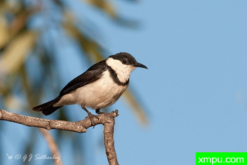 带状哈尼伊特尔--著名荒野摄影师：杰拉德摄影