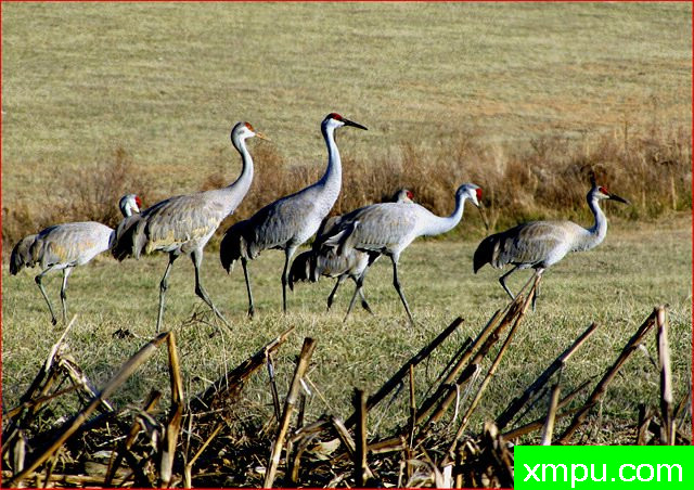 下午漫步---著名摄影师：帕齐邓恩摄影