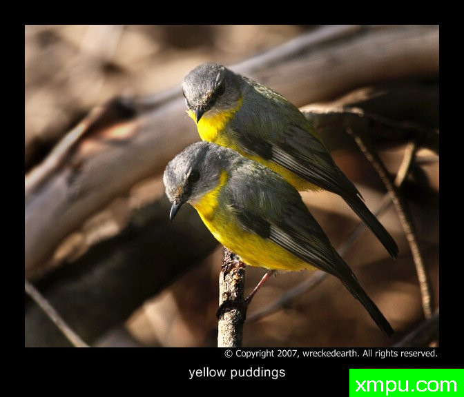 黄布丁--著名自然摄影师：Birte拉格兰摄影