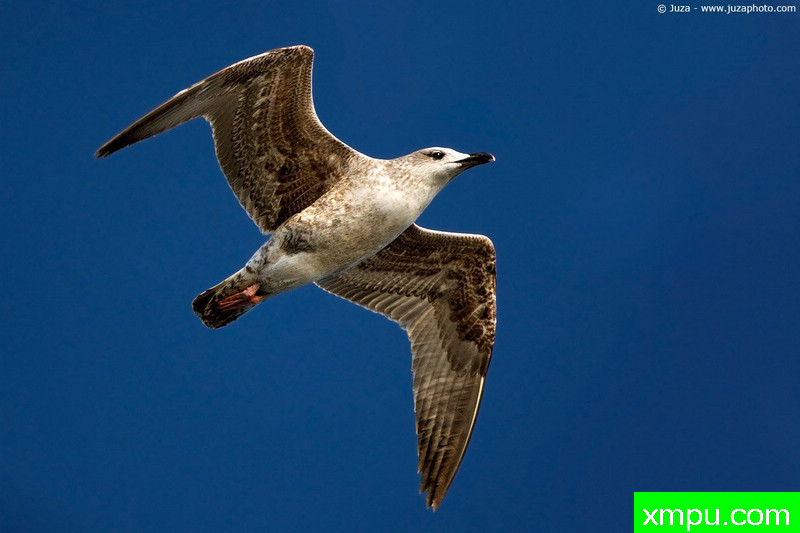 黄腿鸥--摄影师：Juza电子艺界-意大利