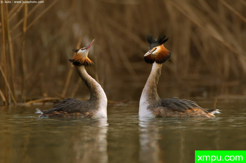 凤头鸊鷉---摄影师：Juza电子艺界[意大利]