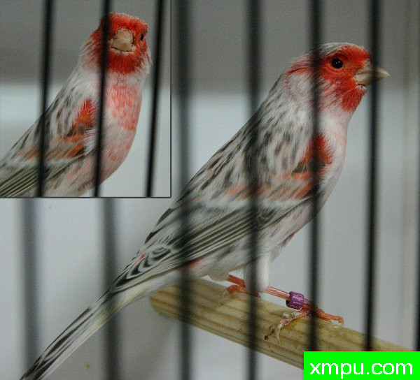 金丝雀-红面玛瑙玉鸟---著名摄影师：canarisliegeois摄影