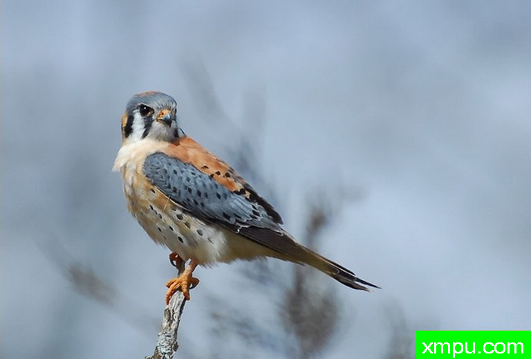 红隼--著名摄影师：彼得伊瓦诺斯基摄影