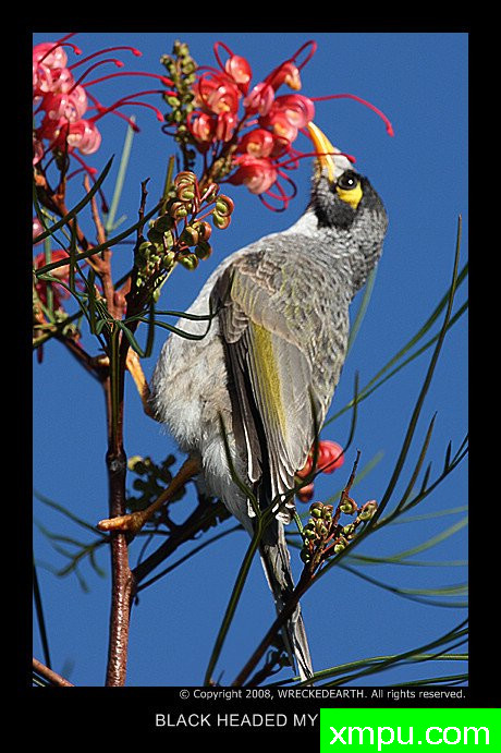 黑色头部八哥--著名自然摄影师：Birte拉格兰摄影