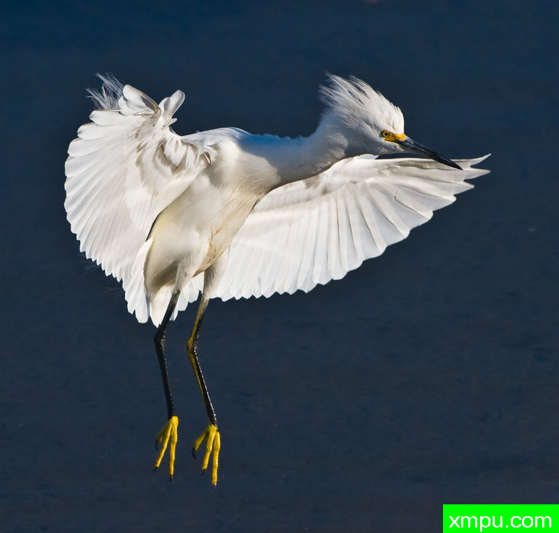 舞者的滑稽戏--荒野摄影师：蒙斯廷内特摄影