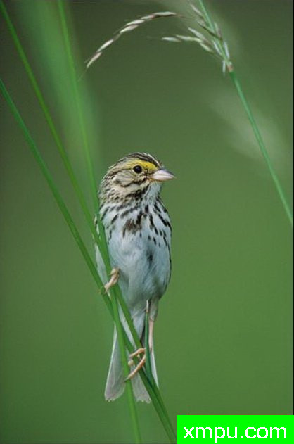 黄眉雀--著名自然摄影师：肯阿彻摄影