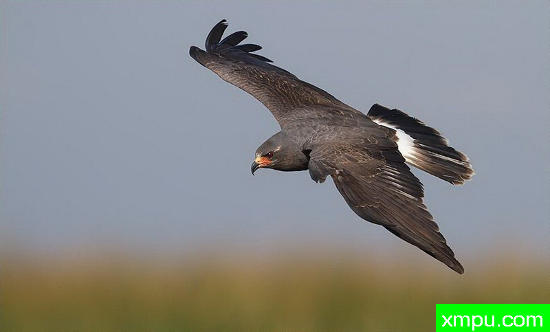 寻找---著名摄影师：罗尔夫Hicker。自然摄影[美国]