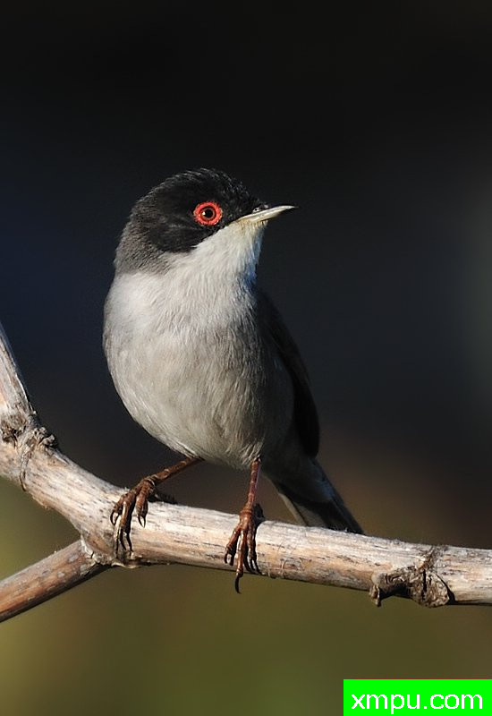 撒丁岛莺---著名摄影师：何塞米格尔罗德里格斯摄影