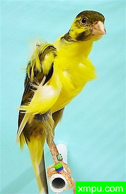 金丝雀-褶边[伊朗]