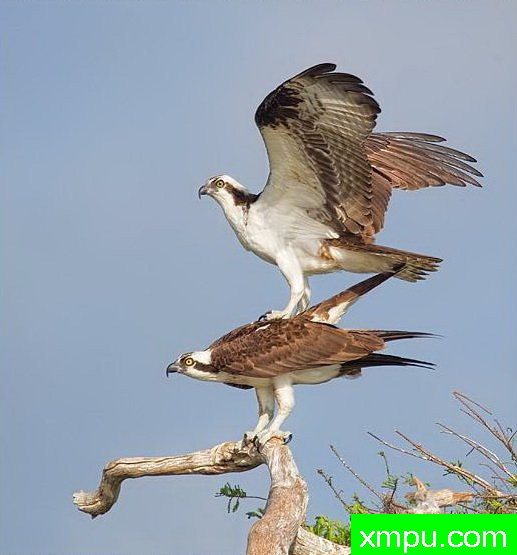 造鹰---著名摄影师：罗尔夫Hicker。自然摄影[美国