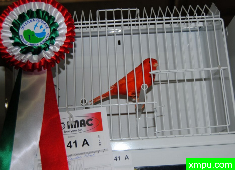 辣椒红冠军鸟02--摄影师：BATTAGLIA64摄影