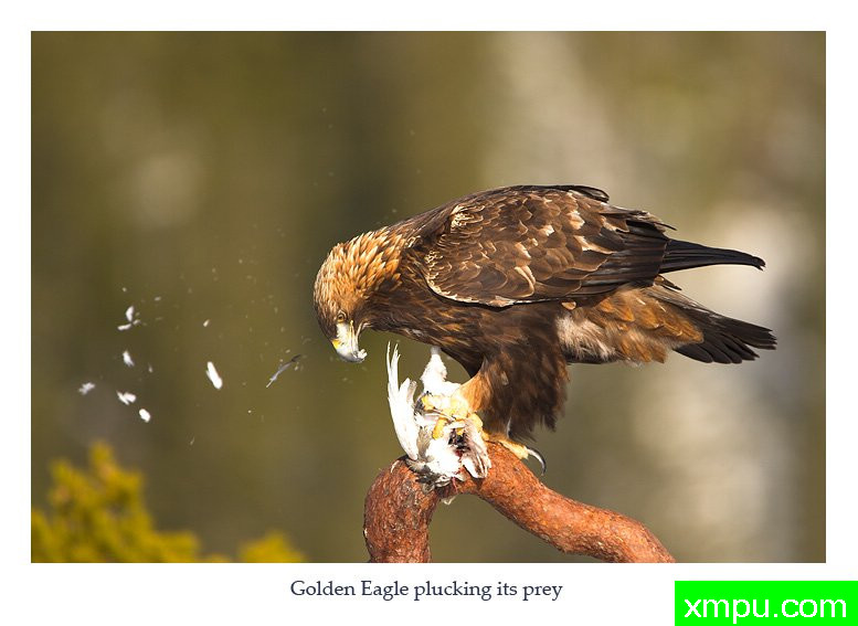 饱餐---摄影师： 丹尼绿色摄影