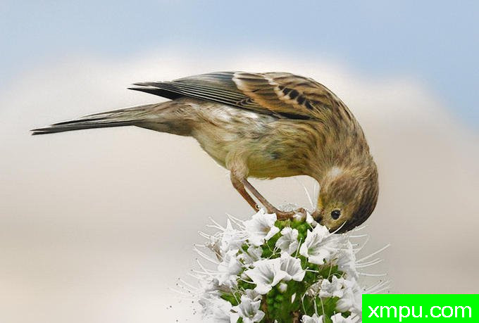 琳内特 ---著名摄影师：何塞米格尔罗德里格斯摄影