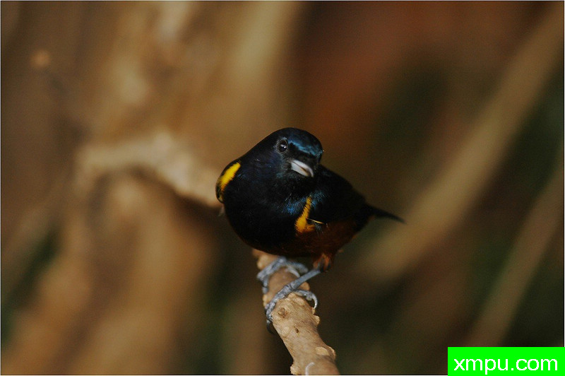 板栗腹 ---著名自然摄影师： 艾蒂安Artigau 摄影[美国]