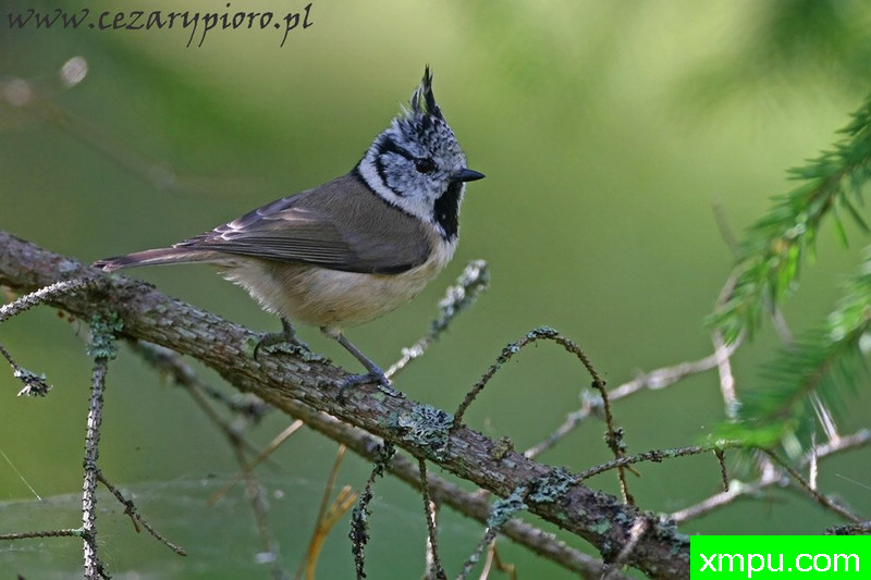 朱（Lophophanes cristatus）---著名摄影师：Cezar摄影