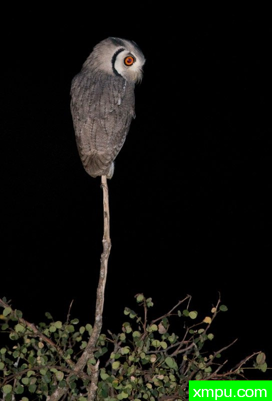 白脸角鸮---摄影师：迈克尔莫斯摄影