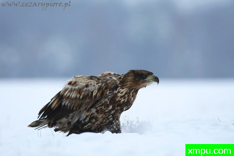 白尾鹰（Haliaeetus albicilla）---著名摄影师：Cezar摄影