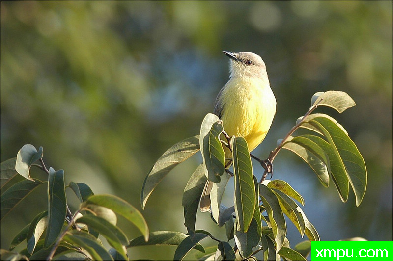 热带金伯德---著名自然摄影师： 艾蒂安Artigau 摄影[美国]