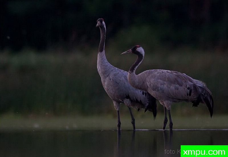 起重机[法国]---著名荒野摄影师：克里斯托弗Sztaba 摄影
