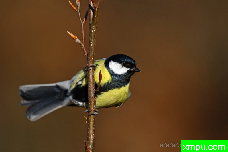 大山雀（大山雀）---著名摄影师：Cezar摄影