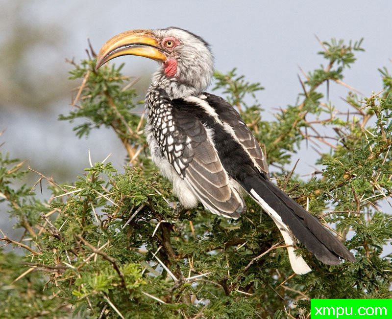 随着黄河帐单杀死犀鸟01---摄影师：迈克尔莫斯摄影