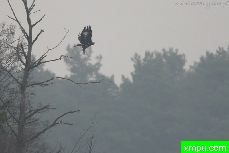 金鹰（拉奎拉chrysaetos）---著名摄影师：Cezar摄影