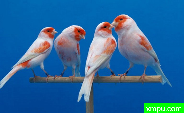 金丝雀---意大利三色金丝雀冠军