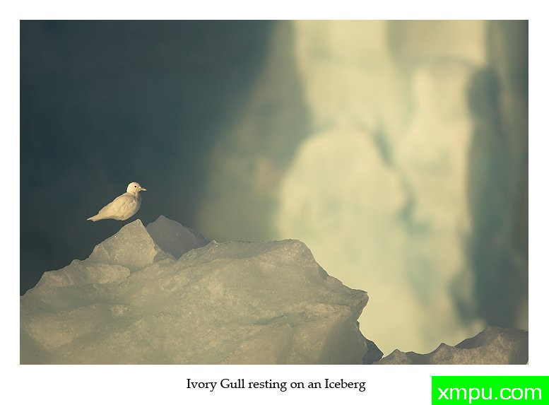 冰雪鸥---摄影师： 丹尼绿色摄影