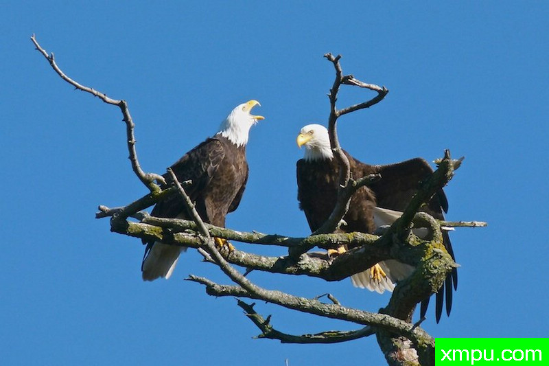 你喜欢我的声音？---著名摄影师：珍妮李显能摄影
