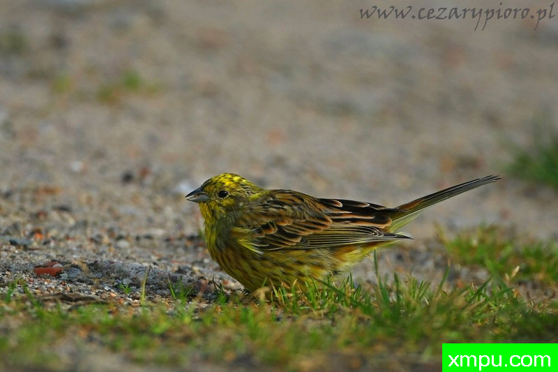 耶洛汉默（鹀citrinella）---著名摄影师：Cezar摄影