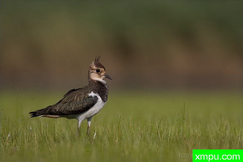 拉普温 -著名荒野摄影师：克里斯托弗Sztaba 摄影