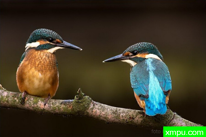 翠鸟（Alcedo翠鸟） ---著名荒野摄影师：克里斯托弗Sztaba 摄影