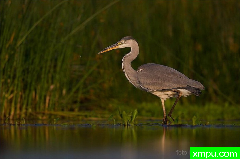 苍鹭（鹭孢）---著名荒野摄影师：克里斯托弗Sztaba 摄影