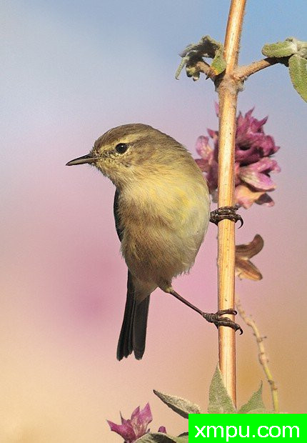 蛛蛛---著名摄影师：何塞米格尔罗德里格斯摄影