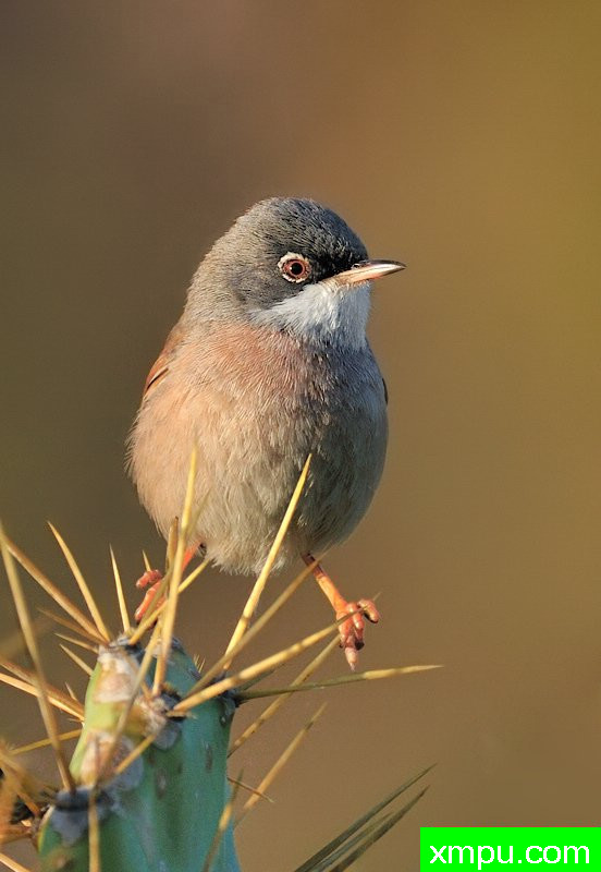 生命是危险的！---著名摄影师：何塞米格尔罗德里格斯摄影