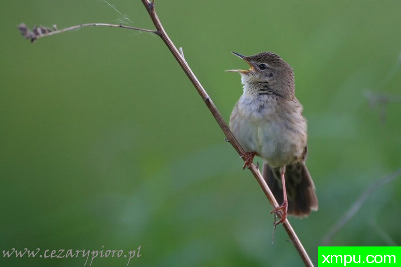 Świerszczak（Locustella naevia）---著名摄影师：Cezar摄
