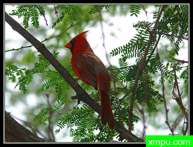 雷德卡迪 ---著名摄影师：珍妮李显能摄影