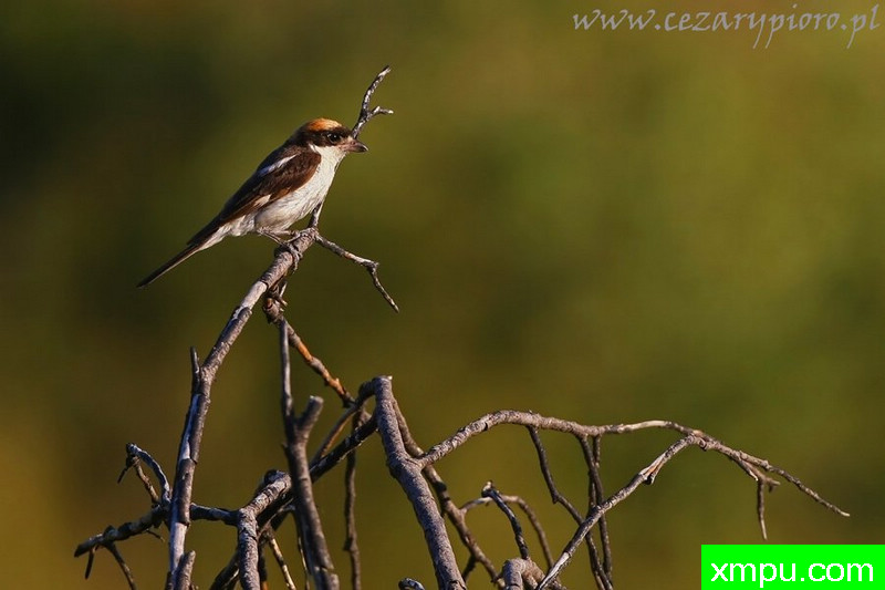Rudogłowa伯劳（伯劳参议员）---著名摄影师：Cezar摄影