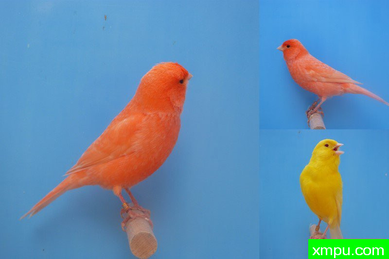 上奥河畔拉恩联合国照片共和区第二男魁一également obtenu 90分