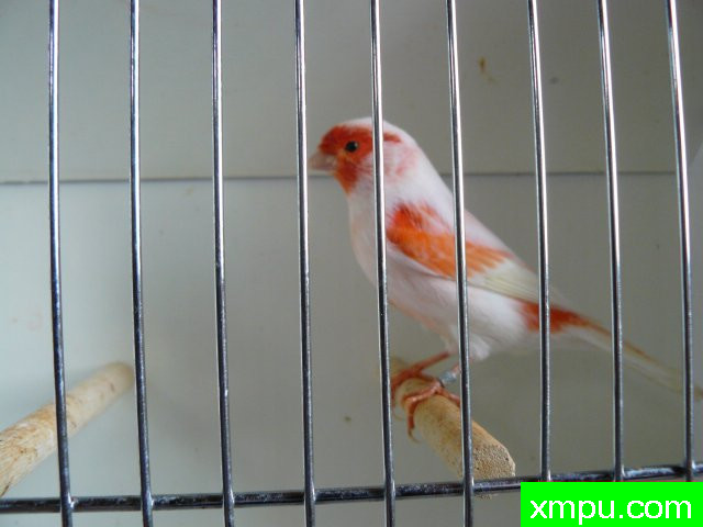 金丝雀2011年新品[品种：红袖]---著名摄影师： lipomosaique88摄