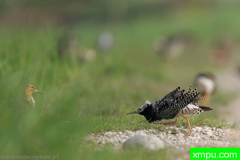 营（Philomachus pugnax）---著名摄影师：Cezar摄影