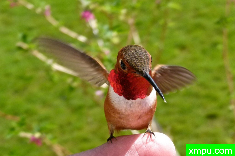 我成功了！---著名摄影师：珍妮李显能摄影