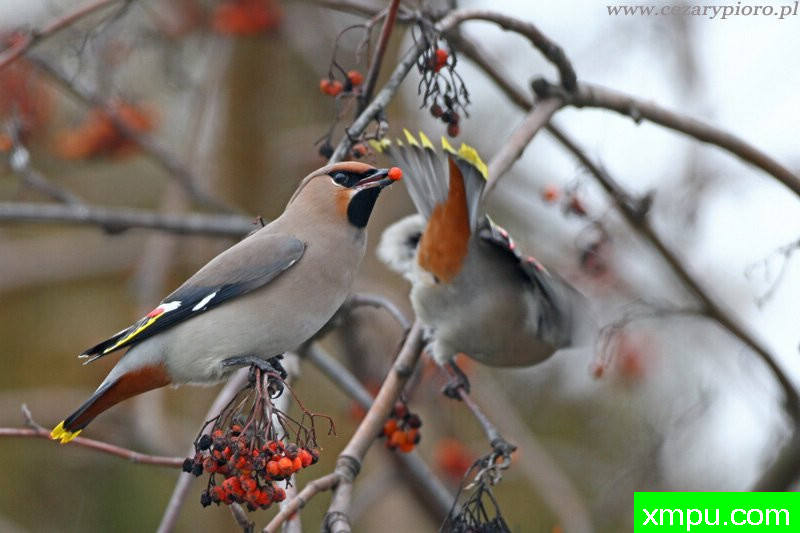 瓦克斯温[太平鸟]---著名摄影师：Cezar摄影
