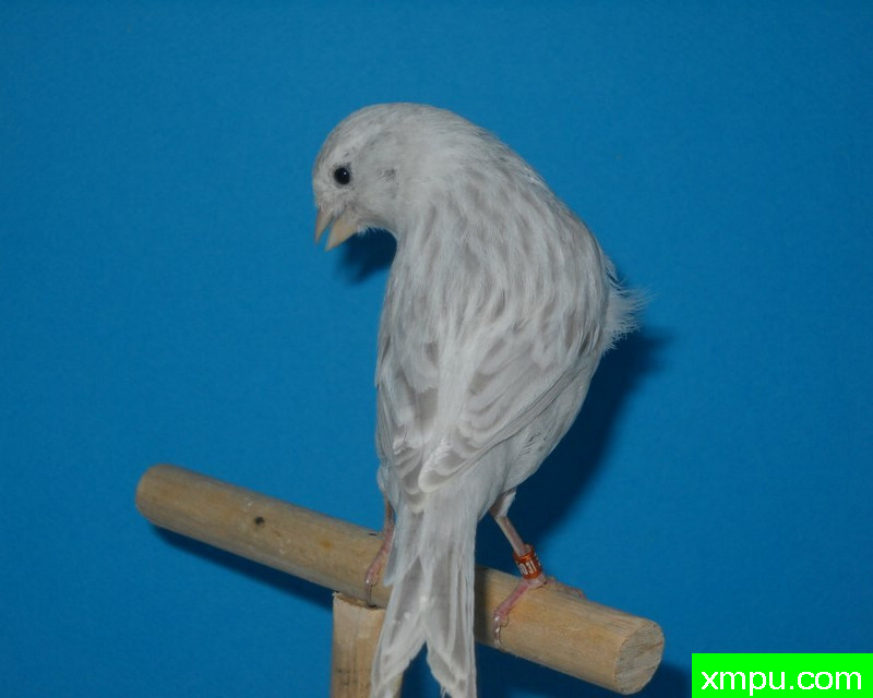 金丝雀-浅蛇纹玛瑙玉鸟01---著名摄影师：mapassion593112摄影